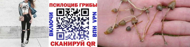 сайты даркнета какой сайт  Кирово-Чепецк  Галлюциногенные грибы MAGIC MUSHROOMS 